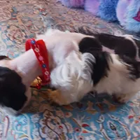 Mia's Red Ribbon, a male Miniature Schnauzer for sale in Norman, OK – Photo 5 of 9