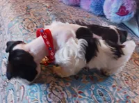 processed/246ee7d8-b604-4845-88d3-dca630bb8da7/listing/002ff795-15e4-405f-9d1b-58cee1661bbb/5a6e5e7d-0c70-4a09-8b6d-ac84f56d0f2c