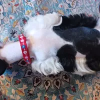 Mia's Red Ribbon, a male Miniature Schnauzer for sale in Norman, OK – Photo 4 of 9