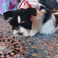 Mia's Red Ribbon, a male Miniature Schnauzer for sale in Norman, OK – Photo 8 of 9