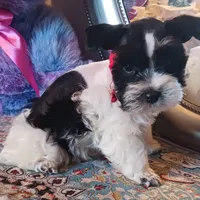 Mia's Red Ribbon, a male Miniature Schnauzer for sale in Norman, OK – Photo 1 of 9