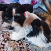 Mia's Red Ribbon, a male Miniature Schnauzer for sale in Norman, OK – Photo 3 of 9