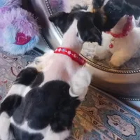 Mia's Red Ribbon, a male Miniature Schnauzer for sale in Norman, OK – Photo 2 of 9