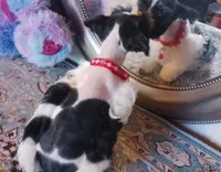 processed/246ee7d8-b604-4845-88d3-dca630bb8da7/listing/002ff795-15e4-405f-9d1b-58cee1661bbb/c5752539-1a31-4257-8395-788577891f74