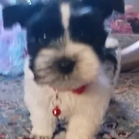 Mia's Red Ribbon, a male Miniature Schnauzer for sale in Norman, OK – Photo 9 of 9