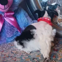 Mia's Red Ribbon, a male Miniature Schnauzer for sale in Norman, OK – Photo 7 of 9