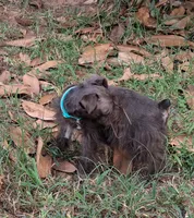 Mia's Seafoam Ribbon Girl, a female Miniature Schnauzer for sale in Norman, OK – 9 of 10