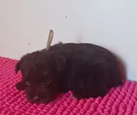 Mia's Pink Ribbon Girl , a female Miniature Schnauzer for sale in Norman, OK – 4 of 10