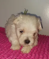 Posey's Green Ribbon Boy , a male Maltese for sale in Norman, OK – 3 of 10