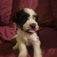 Stitch, a male Miniature Schnauzer for sale in Norman, OK – Photo 3 of 6