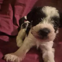 Stitch, a male Miniature Schnauzer for sale in Norman, OK – Photo 5 of 6