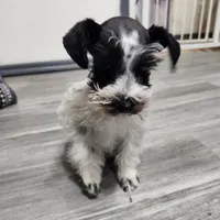 Stitch, a male Miniature Schnauzer for sale in Norman, OK – Photo 4 of 6