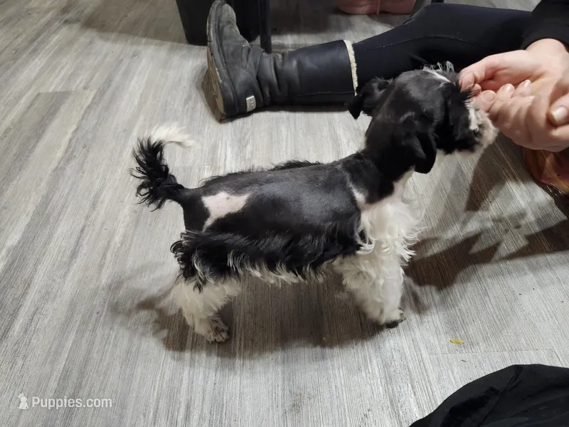 Stitch – Miniature Schnauzer puppy for sale in Norman, OK