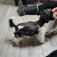 Stitch, a male Miniature Schnauzer for sale in Norman, OK – Photo 2 of 6