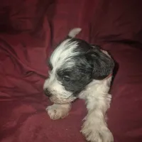 Stitch, a male Miniature Schnauzer for sale in Norman, OK – Photo 6 of 6