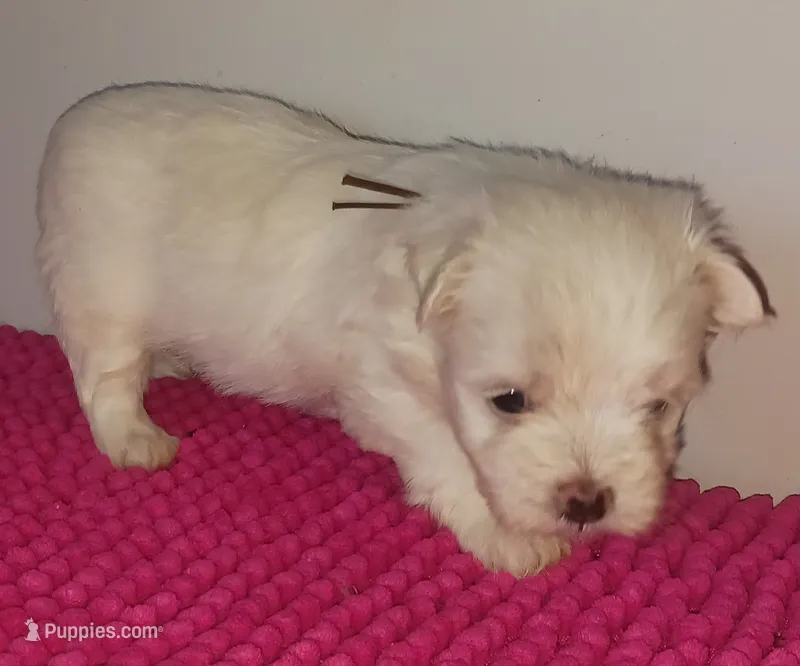 Posey's Brown Ribbon Boy  – Maltese puppy for sale in Norman, OK