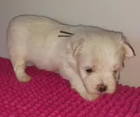 Posey's Brown Ribbon Boy , a male Maltese for sale in Norman, OK – 2 of 10