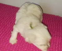 Posey's Green Ribbon Boy , a male Maltese for sale in Norman, OK – 10 of 10