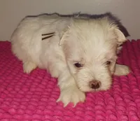 Posey's Brown Ribbon Boy , a male Maltese for sale in Norman, OK – 5 of 10