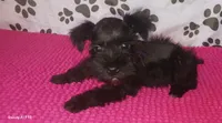 Tiara's Purple Ribbon Girl, a female Miniature Schnauzer for sale in Norman, OK – 1 of 10