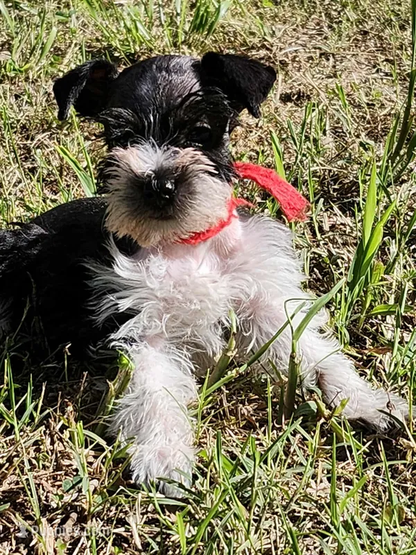 Hoppers Red Ribbon Girl – Miniature Schnauzer puppy for sale in Norman, OK