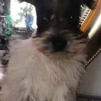 Lady Bugs Blue Ribbon, a male Miniature Schnauzer for sale in Norman, OK – Photo 8 of 9