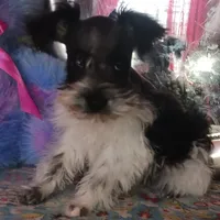 Lady Bugs Blue Ribbon, a male Miniature Schnauzer for sale in Norman, OK – Photo 2 of 9