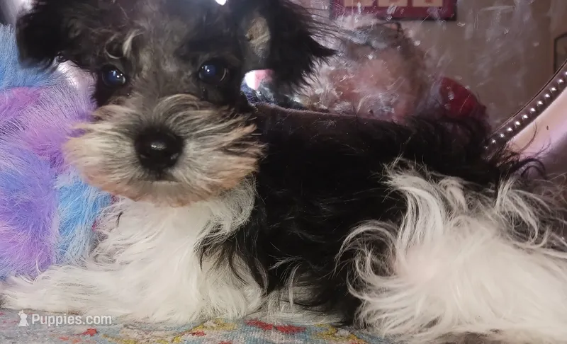 Lady Bugs Blue Ribbon