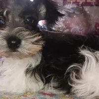 Lady Bugs Blue Ribbon, a male Miniature Schnauzer for sale in Norman, OK – Photo 1 of 9