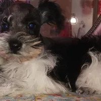 Lady Bugs Blue Ribbon, a male Miniature Schnauzer for sale in Norman, OK – Photo 4 of 9