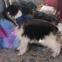 Lady Bugs Blue Ribbon, a male Miniature Schnauzer for sale in Norman, OK – Photo 9 of 9