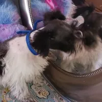 Lady Bugs Blue Ribbon, a male Miniature Schnauzer for sale in Norman, OK – Photo 7 of 9