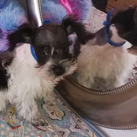 Lady Bugs Blue Ribbon, a male Miniature Schnauzer for sale in Norman, OK – Photo 6 of 9