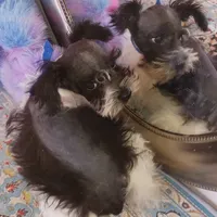 Lady Bugs Blue Ribbon, a male Miniature Schnauzer for sale in Norman, OK – Photo 5 of 9