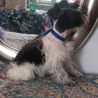 Lady Bugs Blue Ribbon, a male Miniature Schnauzer for sale in Norman, OK – Photo 3 of 9