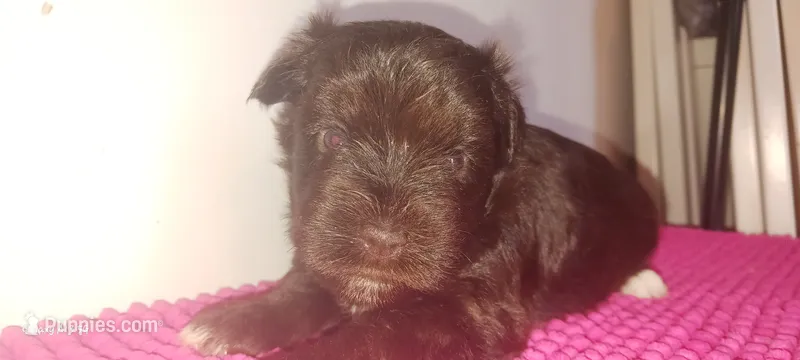 Mia's Seafoam Ribbon Girl – Miniature Schnauzer puppy for sale in Norman, OK