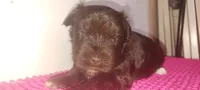 Mia's Seafoam Ribbon Girl, a female Miniature Schnauzer for sale in Norman, OK – 1 of 10