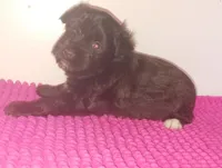 Mia's Seafoam Ribbon Girl, a female Miniature Schnauzer for sale in Norman, OK – 5 of 10
