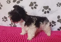 Tiny boy, a male Miniature Schnauzer for sale in Norman, OK – 10 of 10
