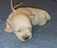 Posey's Light Pink Ribbon Girl , a female Maltese for sale in Norman, OK – 3 of 10