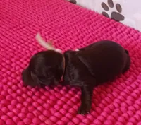 Mia's Pink Ribbon Girl , a female Miniature Schnauzer for sale in Norman, OK – 7 of 10