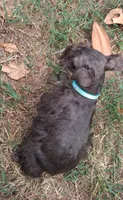 Mia's Seafoam Ribbon Girl, a female Miniature Schnauzer for sale in Norman, OK – 6 of 10