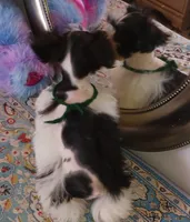 Lady Bugs Green Ribbon, a male Miniature Schnauzer for sale in Norman, OK – Photo 6 of 10