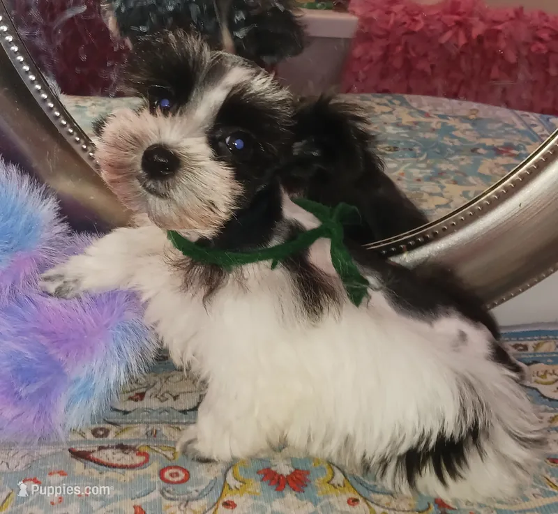 Lady Bugs Green Ribbon