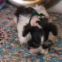 Lady Bugs Green Ribbon, a male Miniature Schnauzer for sale in Norman, OK – Photo 7 of 10