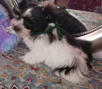 Lady Bugs Green Ribbon, a male Miniature Schnauzer for sale in Norman, OK – Photo 2 of 10