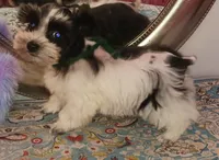 Lady Bugs Green Ribbon, a male Miniature Schnauzer for sale in Norman, OK – Photo 3 of 10