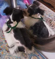 Lady Bugs Green Ribbon, a male Miniature Schnauzer for sale in Norman, OK – Photo 10 of 10