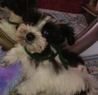 Lady Bugs Green Ribbon, a male Miniature Schnauzer for sale in Norman, OK – Photo 8 of 10