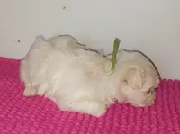 Posey's Green Ribbon Boy , a male Maltese for sale in Norman, OK – 8 of 10